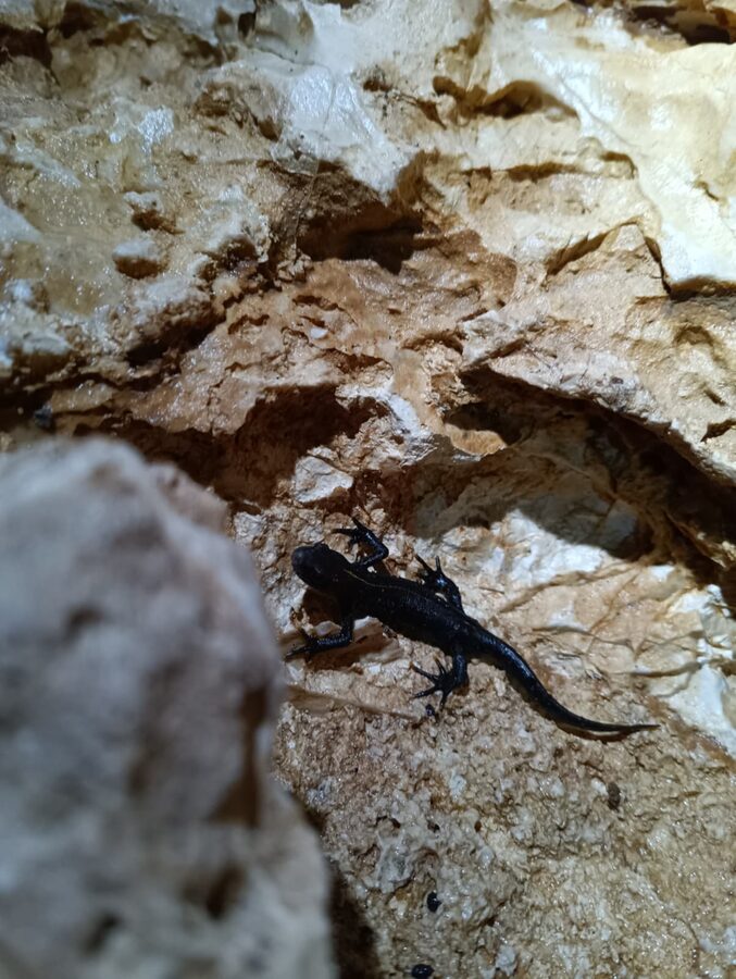 Un geotritone incontrato lungo la progressione nella grotta